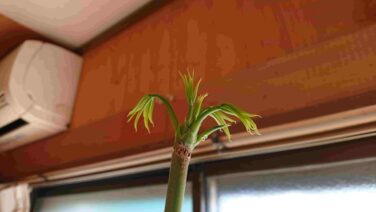 パキラの成長記録 21年2月まとめ さとふろぐ さとふろぐ